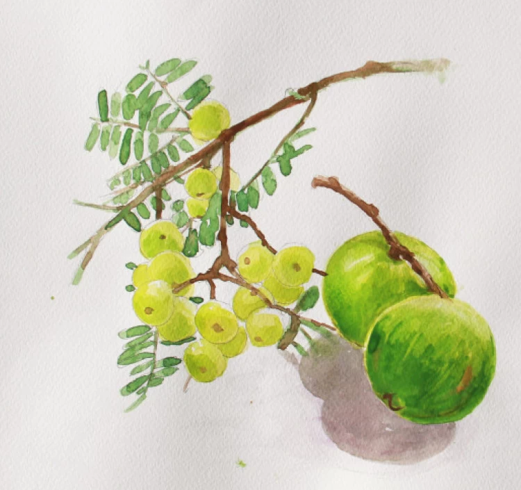 エンブリカ ハーブティー