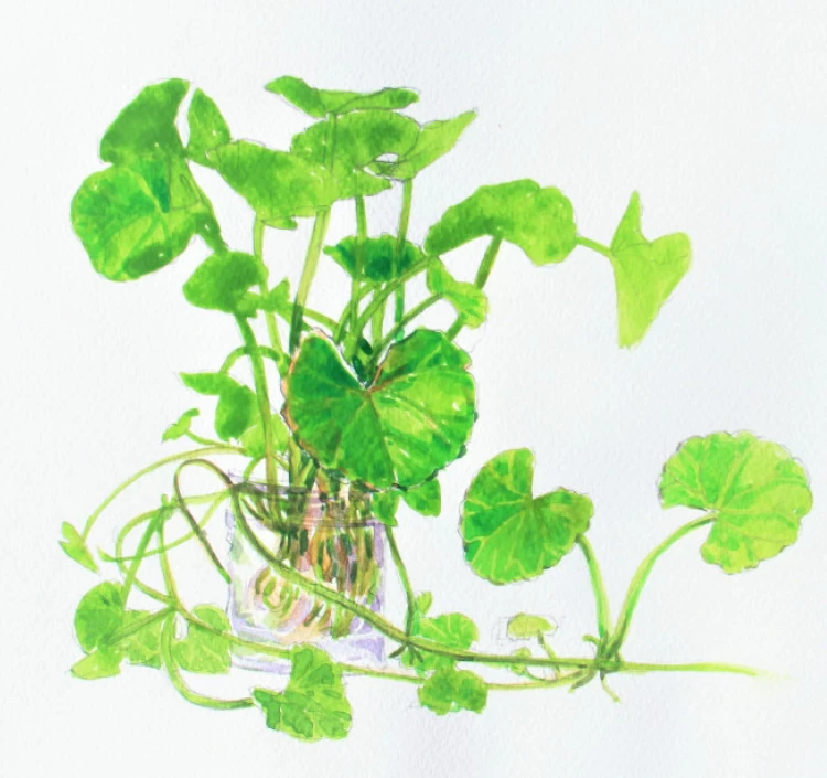 ゴツコラ ハーブティー