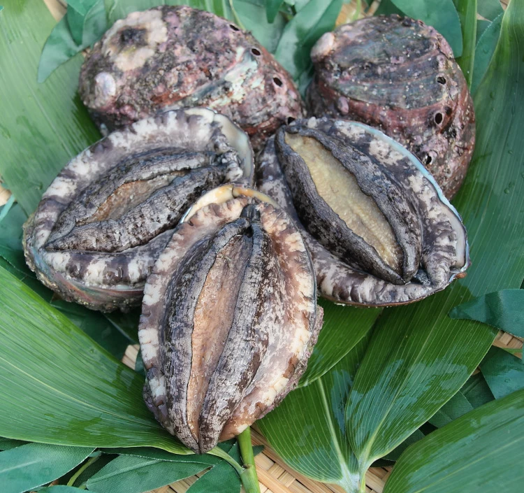 北海道室蘭産 天然蝦夷 活鮑 5個入