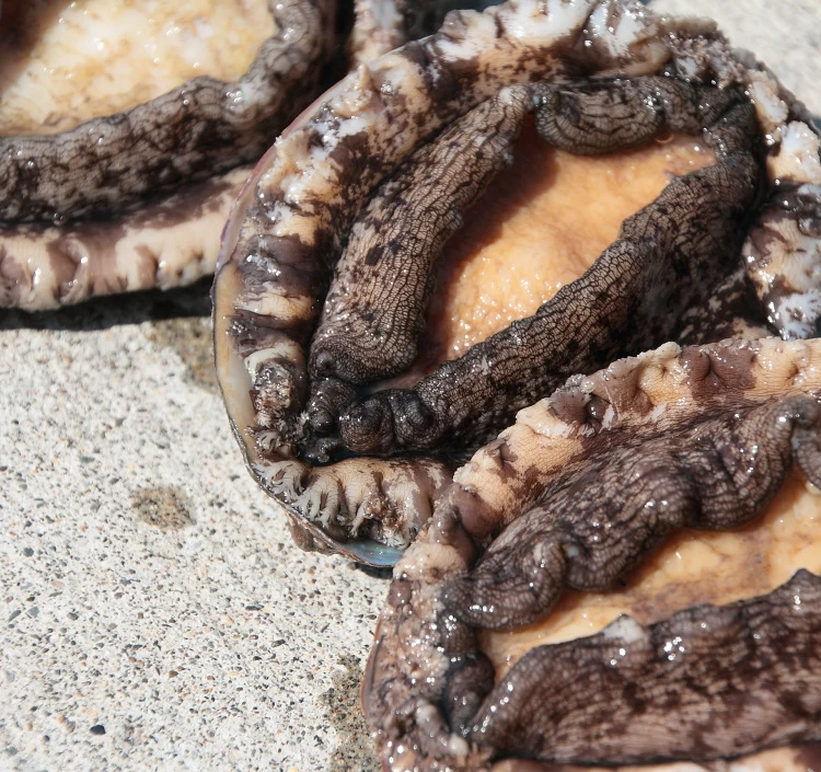 北海道室蘭産 天然蝦夷 活鮑 5個入