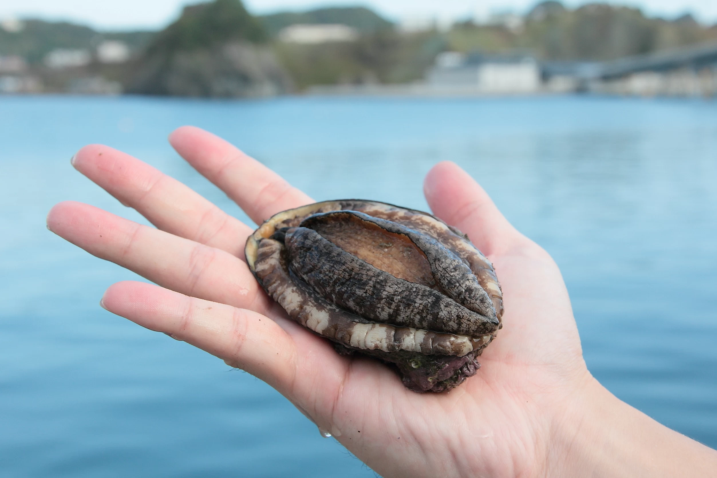 北海道室蘭産 天然蝦夷 活鮑 5個入