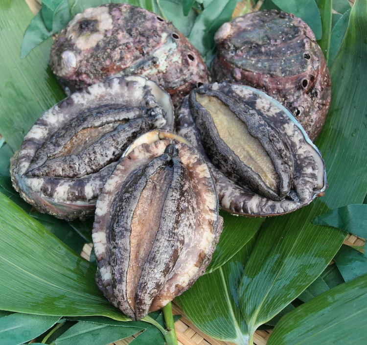 北海道室蘭産 天然蝦夷 活鮑 10個入