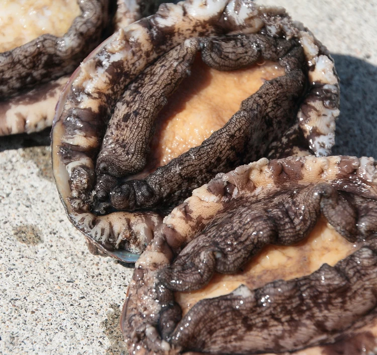 北海道室蘭産 天然蝦夷 活鮑 10個入