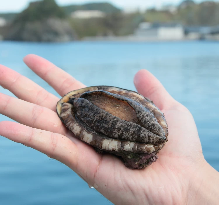 北海道室蘭産 天然蝦夷 活鮑 10個入