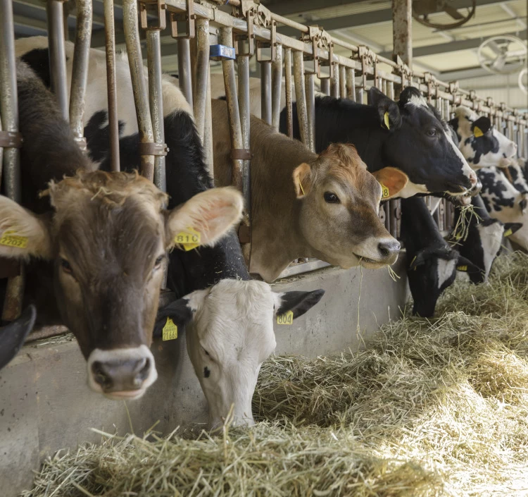 【B-01】ブルーギフト(450×2、180×4)