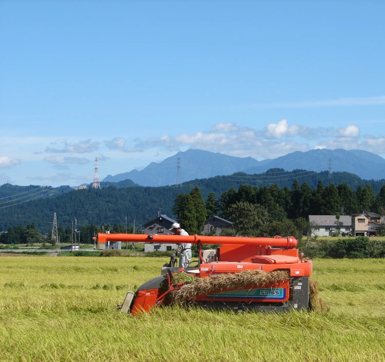 令和7年産　魚沼産こしひかり　精米　5㎏