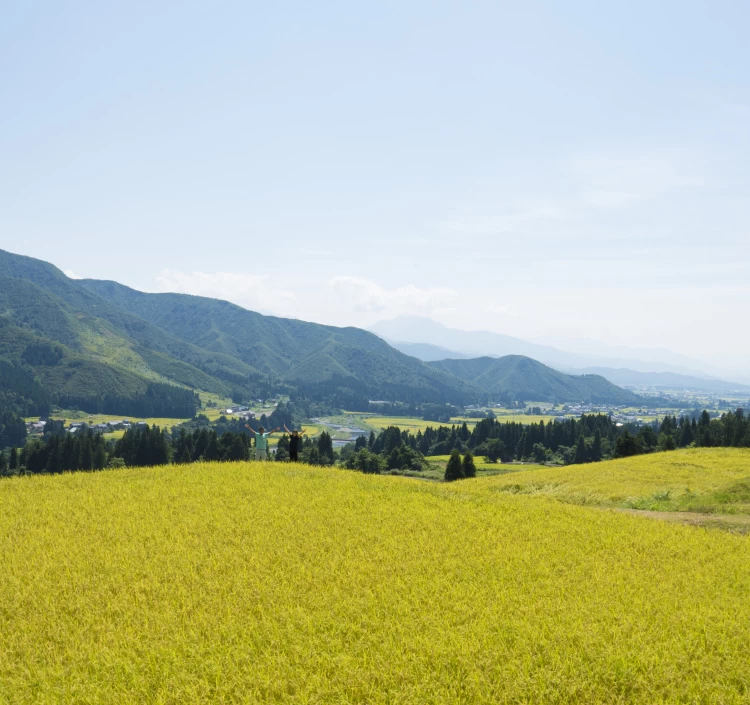 令和7年産【新米】　魚沼産こしひかり　特別栽培米　精米　5kg