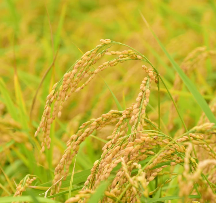 令和7年産【新米】　魚沼産こしひかり　特別栽培米　精米　5kg