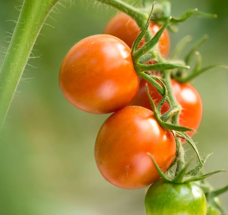 あかい実りの贅沢しぼり200ml3本セット(とろり・黒1本、さらり・白2本)(箱入)