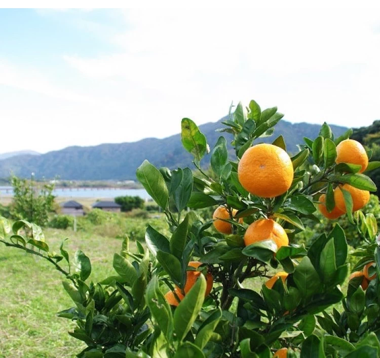 京都産 丹後由良 安寿みかん100%ジュース 180ml