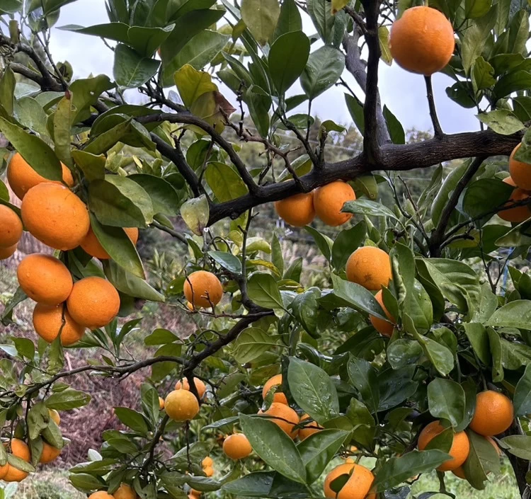 京都産　丹後由良　安寿みかん100％ジュース　720ml