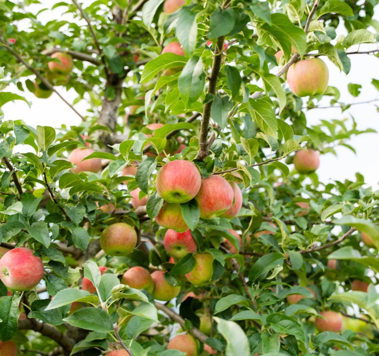 【Apple Pockets】季節のおすすめ4種セット