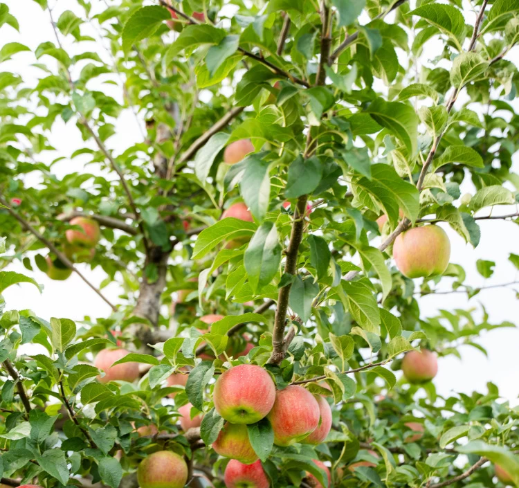 【Apple Pockets】定番(ふじ紅玉)&希少種2個セット