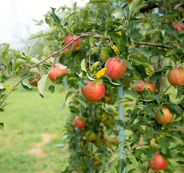 【Apple Pockets】定番TOP4