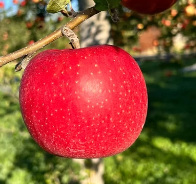 【Apple Pockets】ジョナゴールド