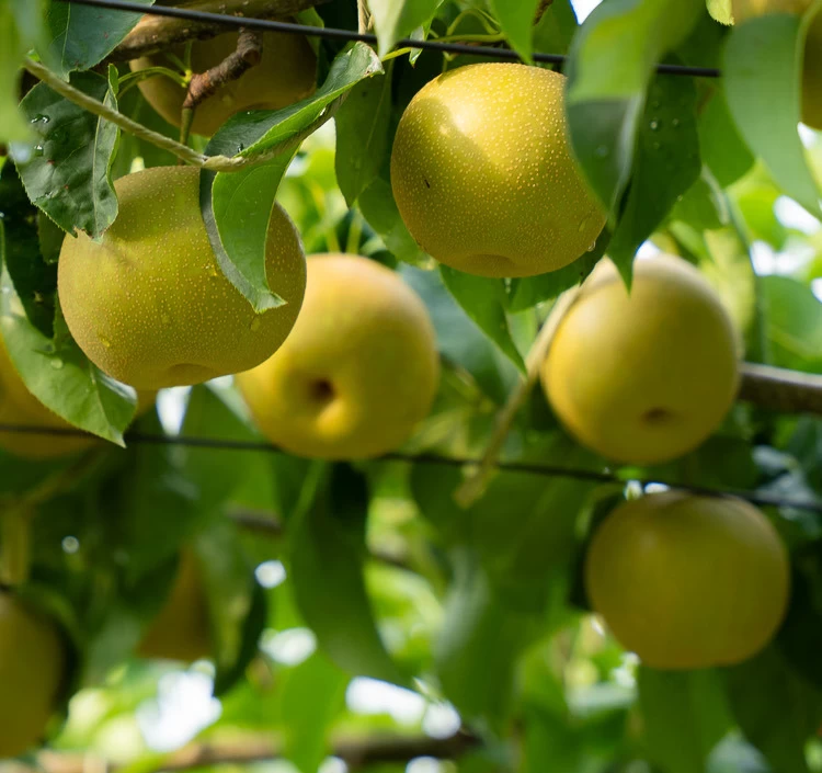 【Apple Pockets】選べる2種セット