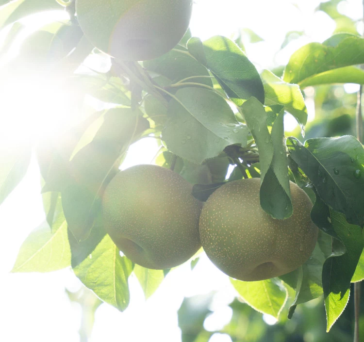 【Apple Pockets】選べる2種セット