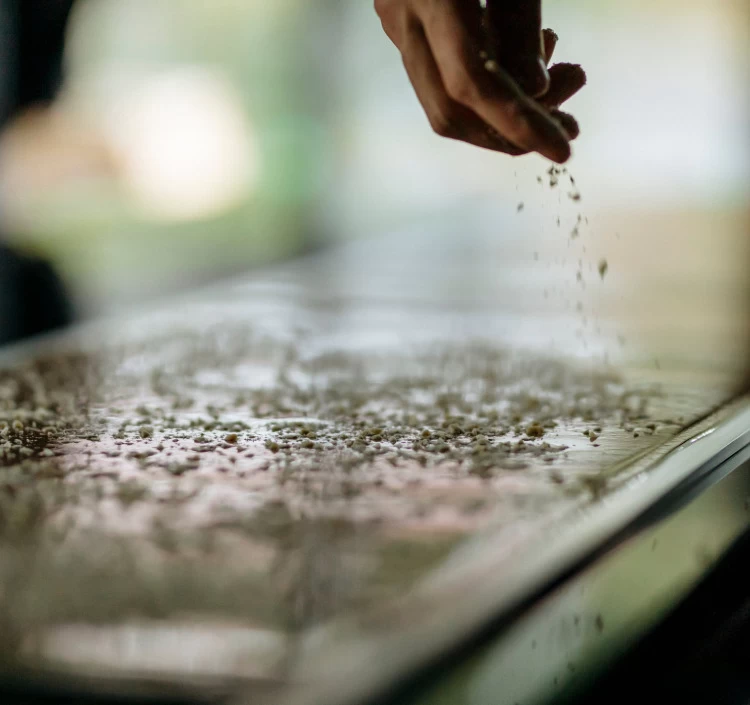 【ICA2020-2022の受賞3種, C.C.C受賞】 プラリネ6