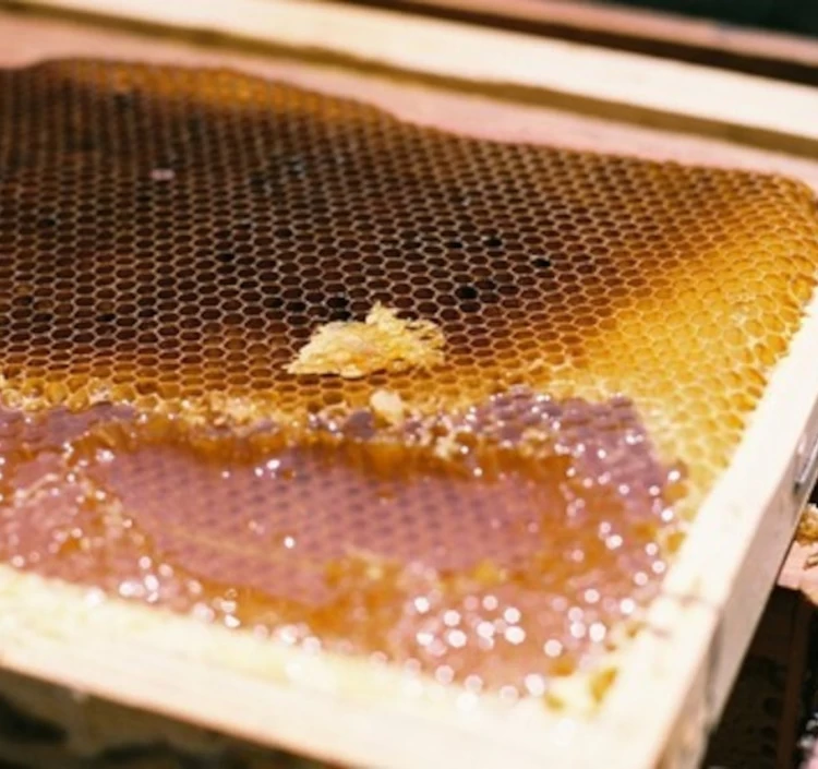 ≪ICA2025シルバー受賞≫ ガナッシュ6 -はちみつショコラのセレクション-