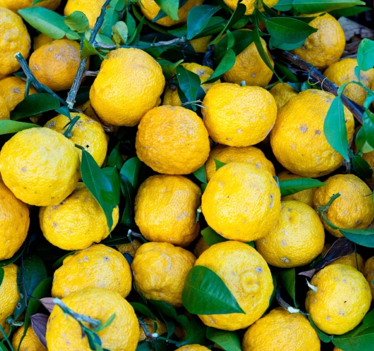 ≪ICA2022でシルバー受賞≫ ゆずコンフィ