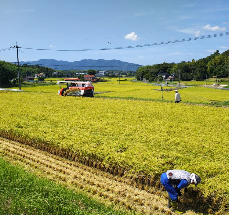 出雲神結米 5kg 1袋