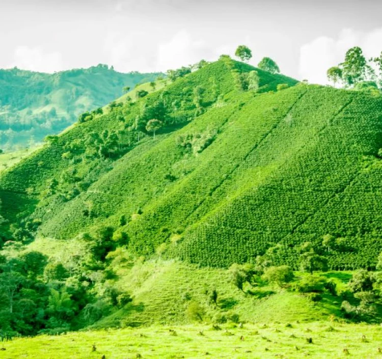 Colombia サンアグスティン・デカフェ