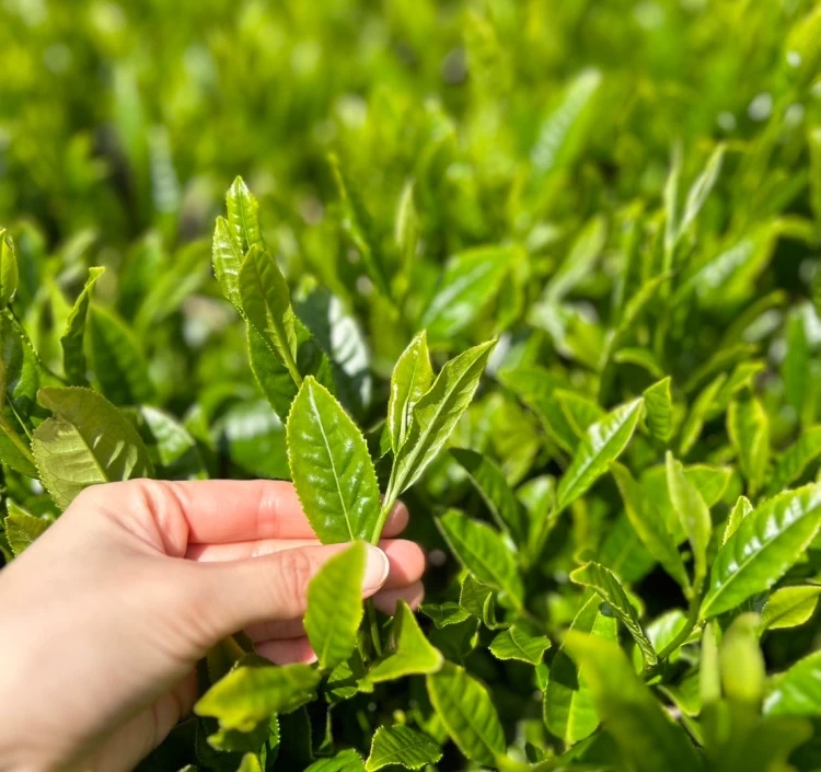 無農薬有機栽培宇治茶　童仙房茶舗の有機宇治抹茶30g