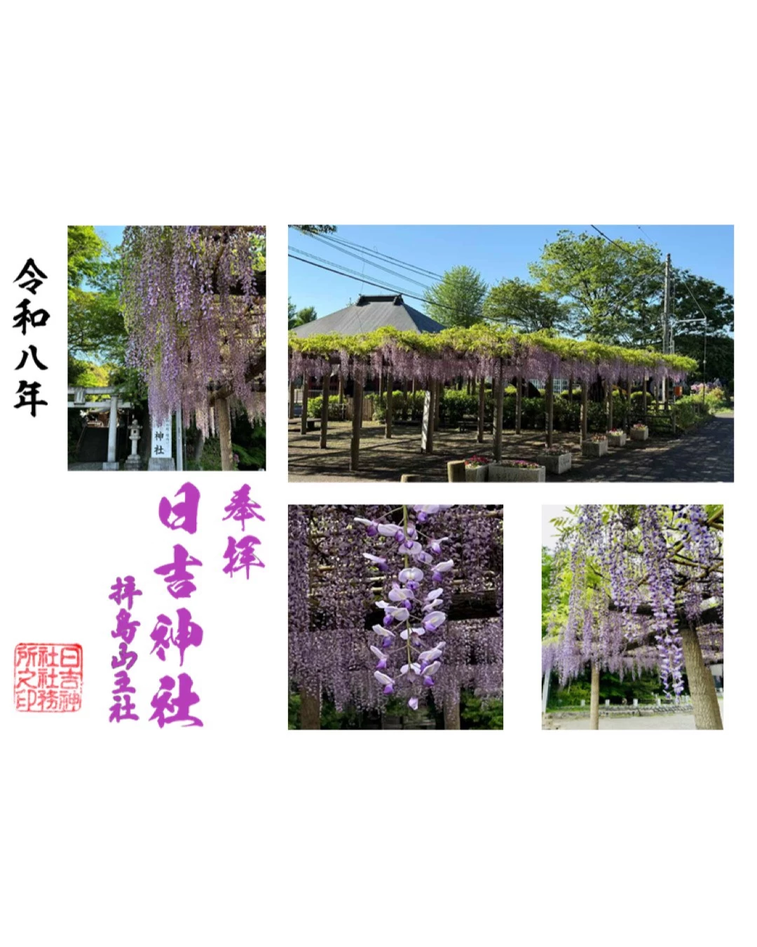 拝島のフジ全開