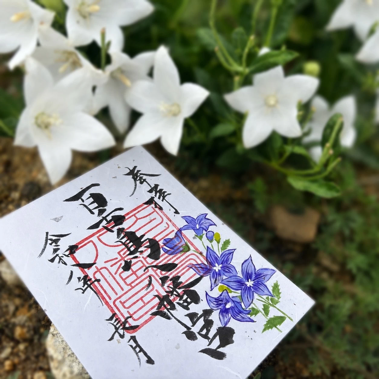 季節限定朱印　長月　桔梗