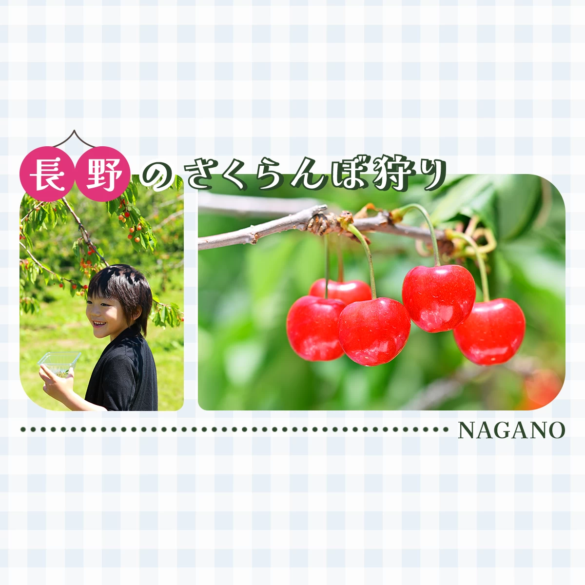 さくらんぼ関連お知らせ等（2025年は終了済） 2025年4月頃～予約開始予定|《ご家庭用》さくらんぼ紅秀峰1kgバラ詰