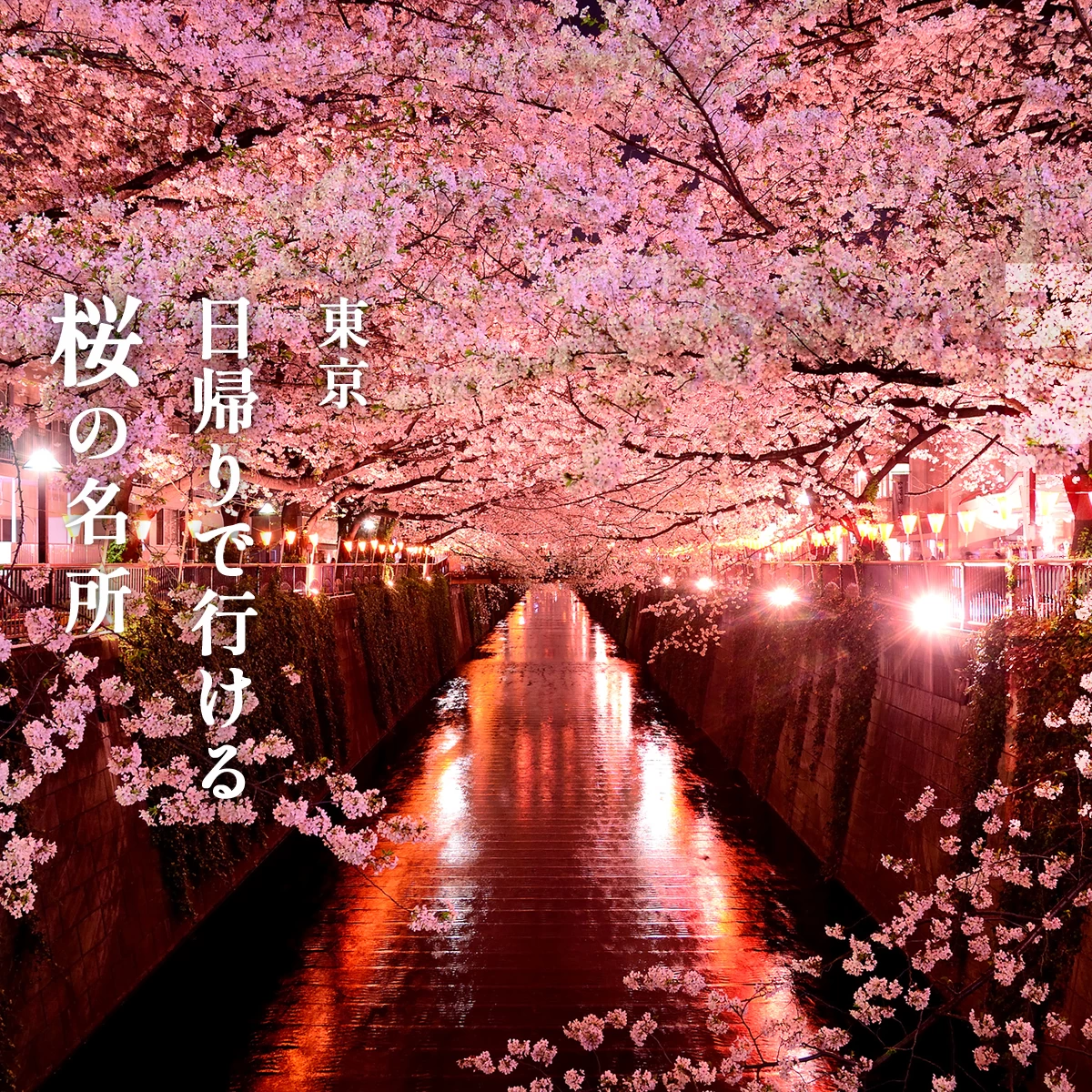 2024年・おでかけ】関東のお花見・桜の名所21選〈アンケート結果〉