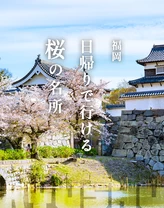 【2024年・福岡】都心から日帰りで行ける九州の桜の名所22選