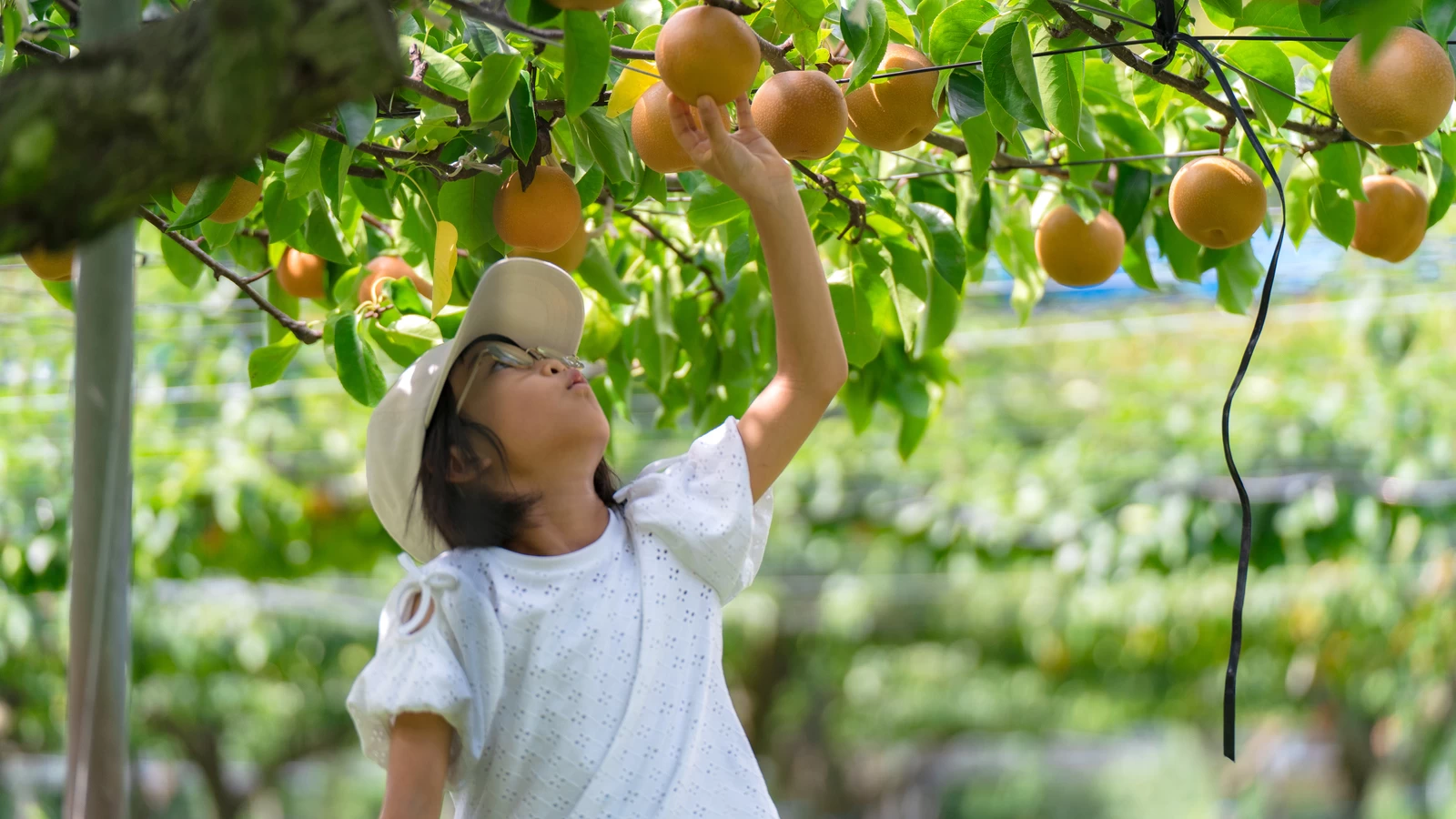 【2024年・おでかけ】梨狩りの時期や季節はいつから？食べ放題の楽しみ方や品種の特徴を徹底解説