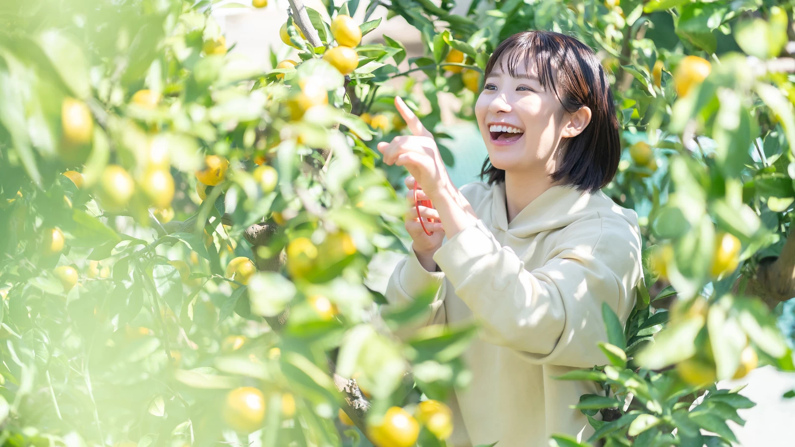 【2025年】みかん狩りの時期はいつからいつまで？料金や食べ放題、美味しいみかんの見分け方も解説