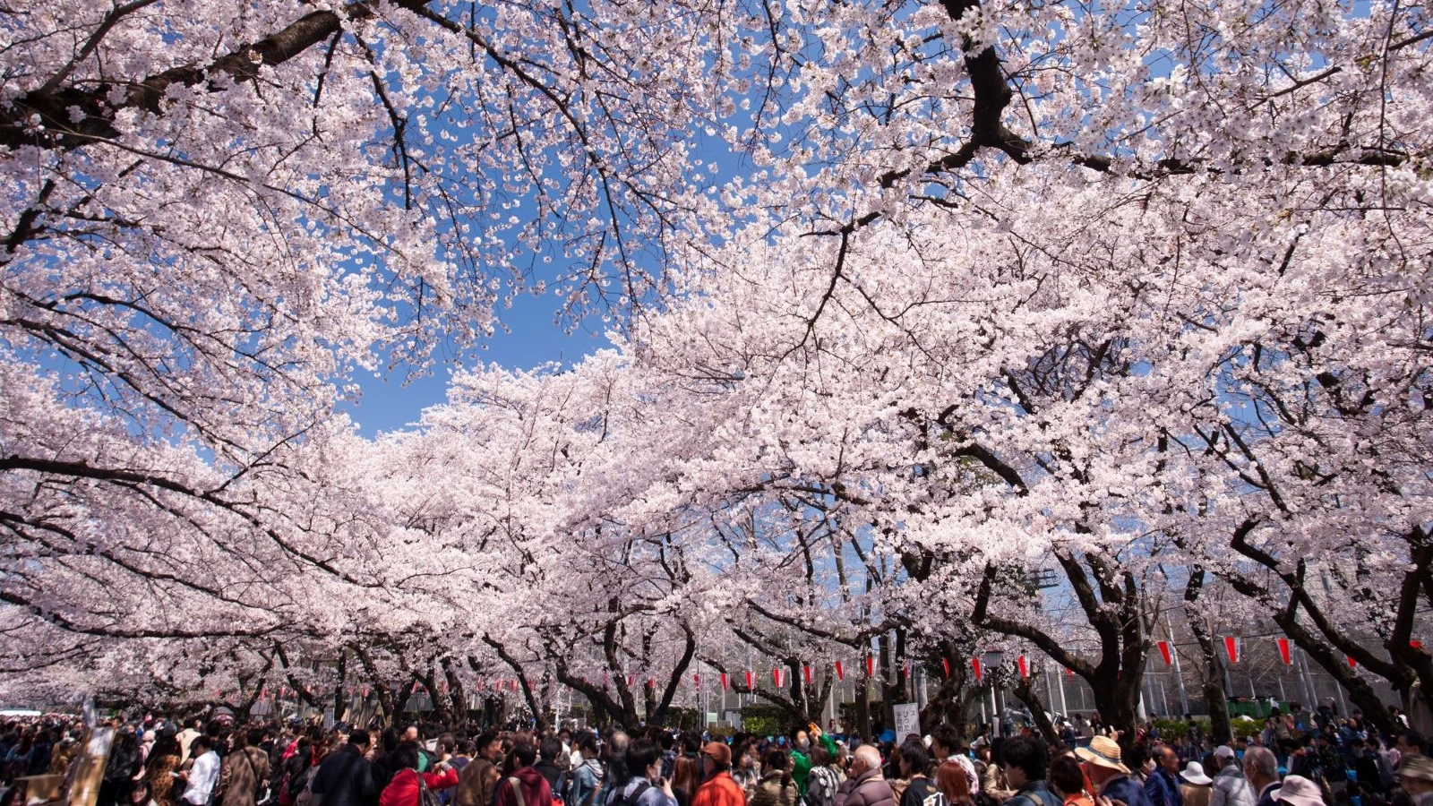 【2026年お花見調査】桜が目的の外出は88％！約1,900人の予定や人気スポットを紹介