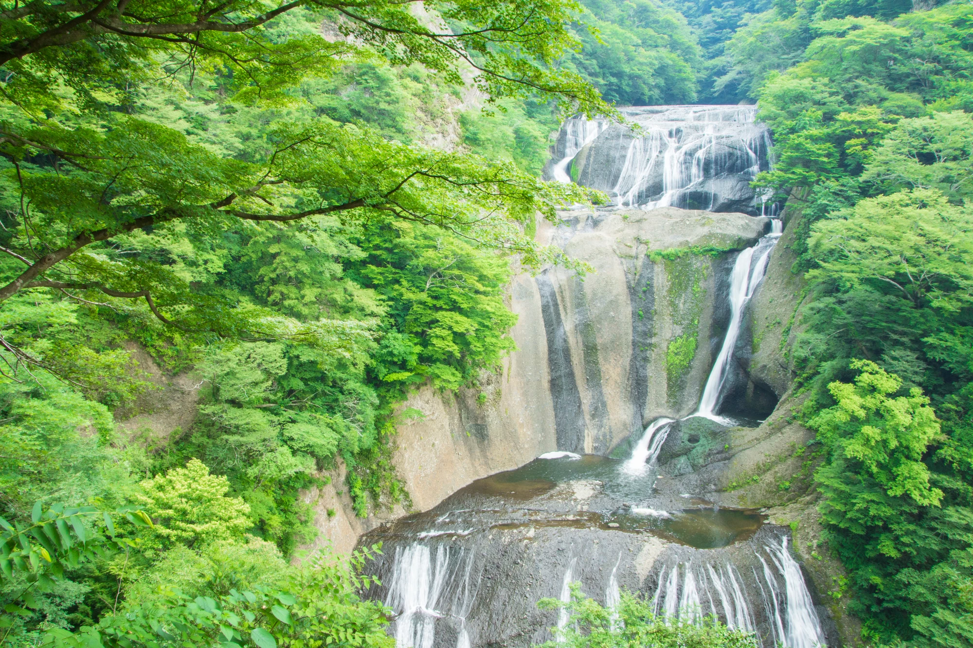 避暑 地 関東 ペット 販売済み