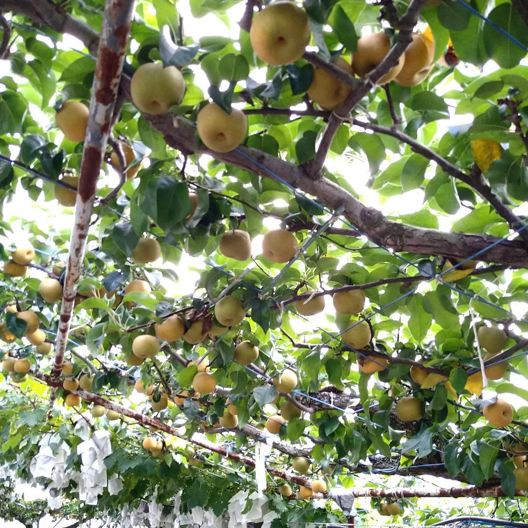 小久保果樹園