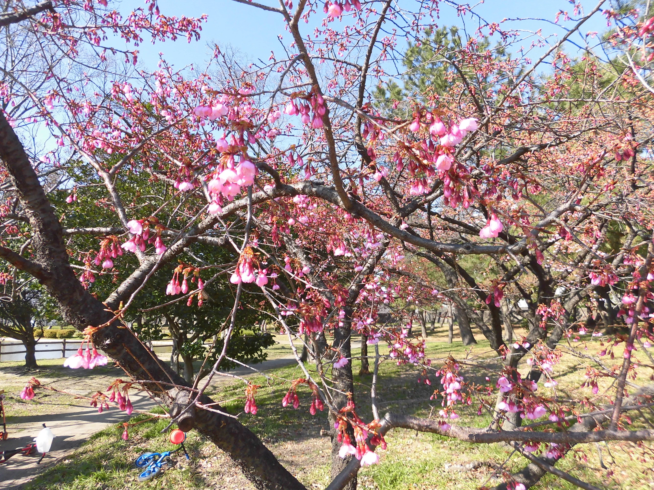 【大阪府】住之江公園の桜