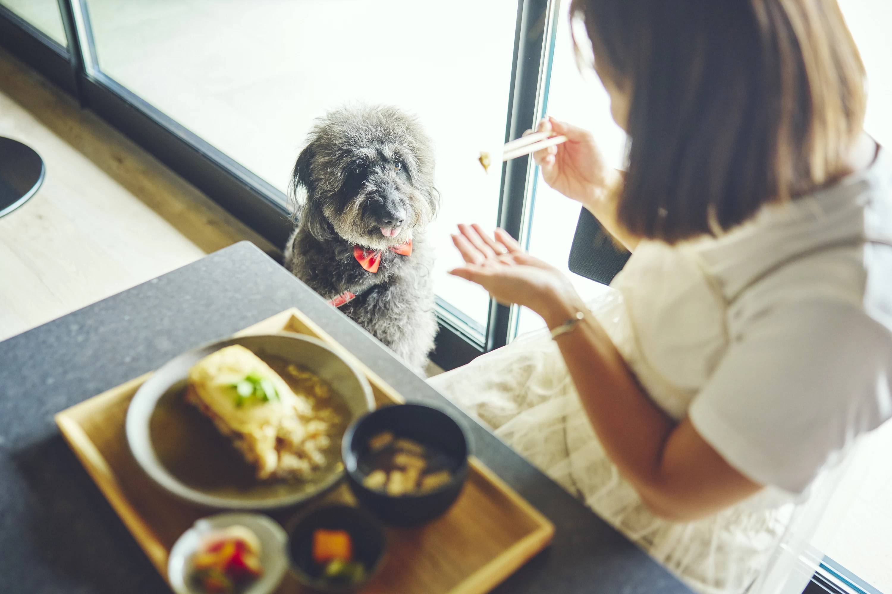 ストア ペットと行けるパワースポット 静岡