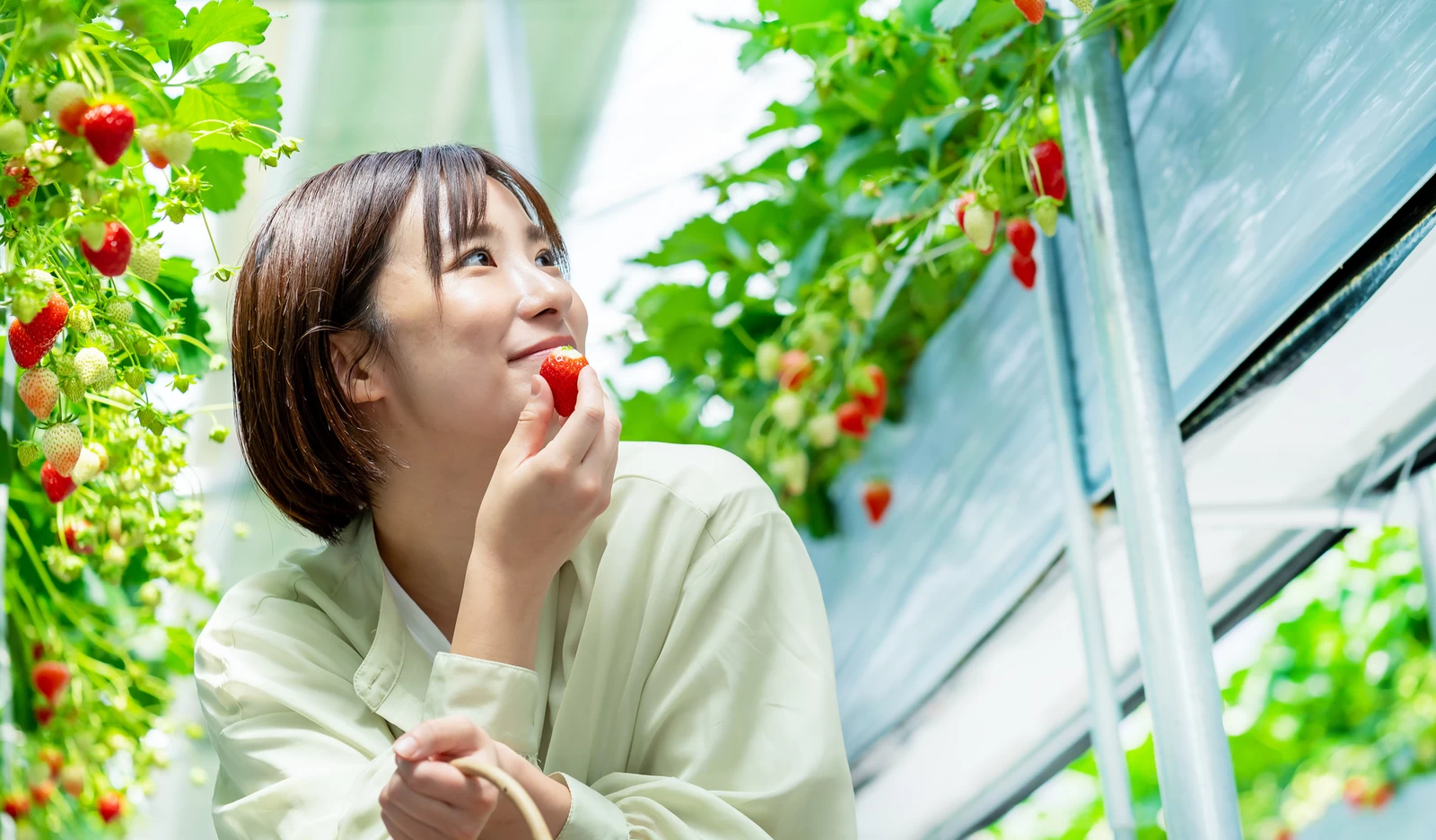 いちご狩りをする女性