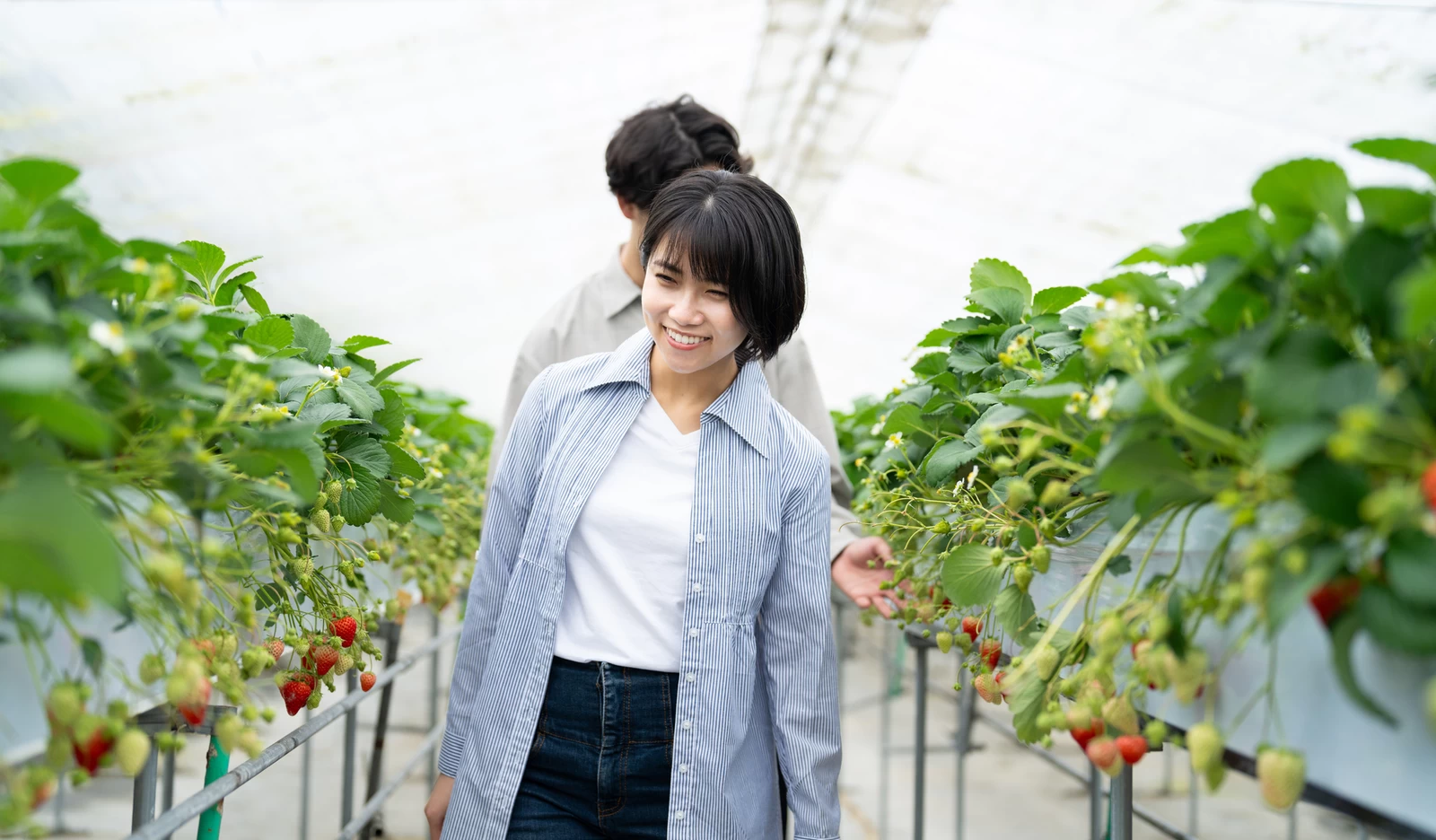 いちご狩りをする男女