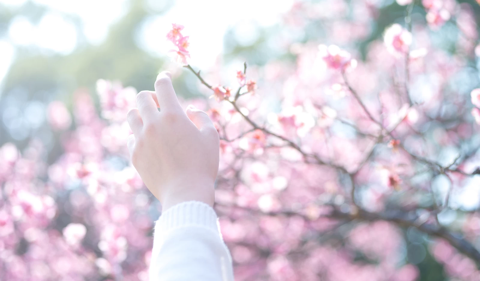 梅の花に手を伸ばす