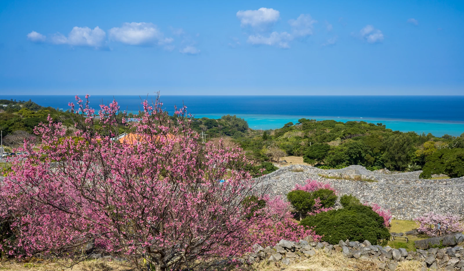 今帰仁城址の寒緋桜