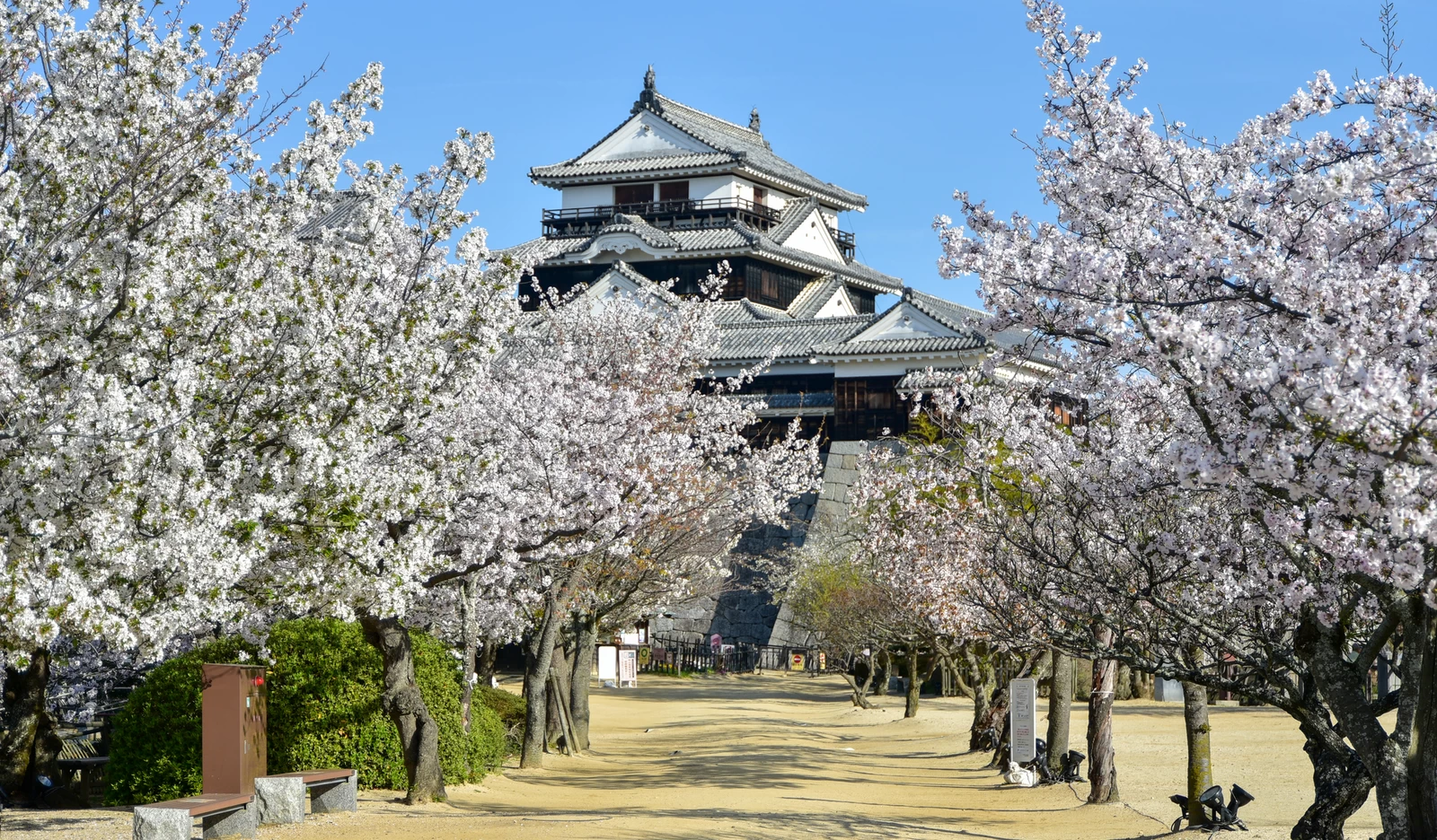 松山城に咲く満開の桜