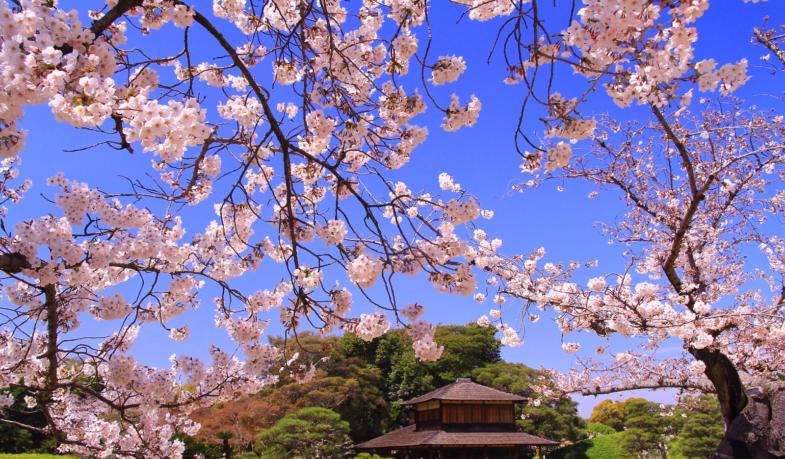 後楽園（岡山県　岡山市）流店に咲く桜の花