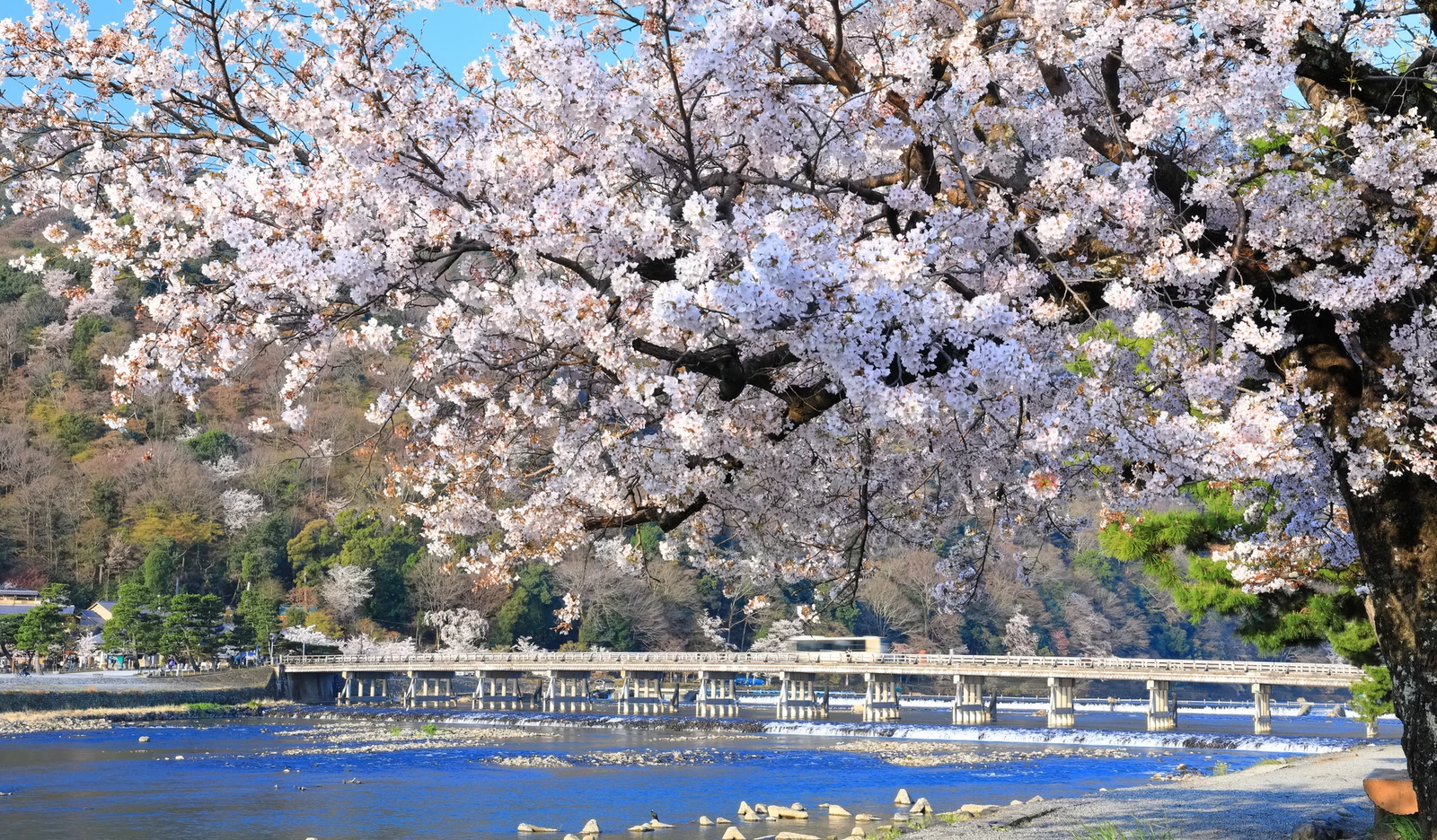 満開の桜と嵐山渡月橋