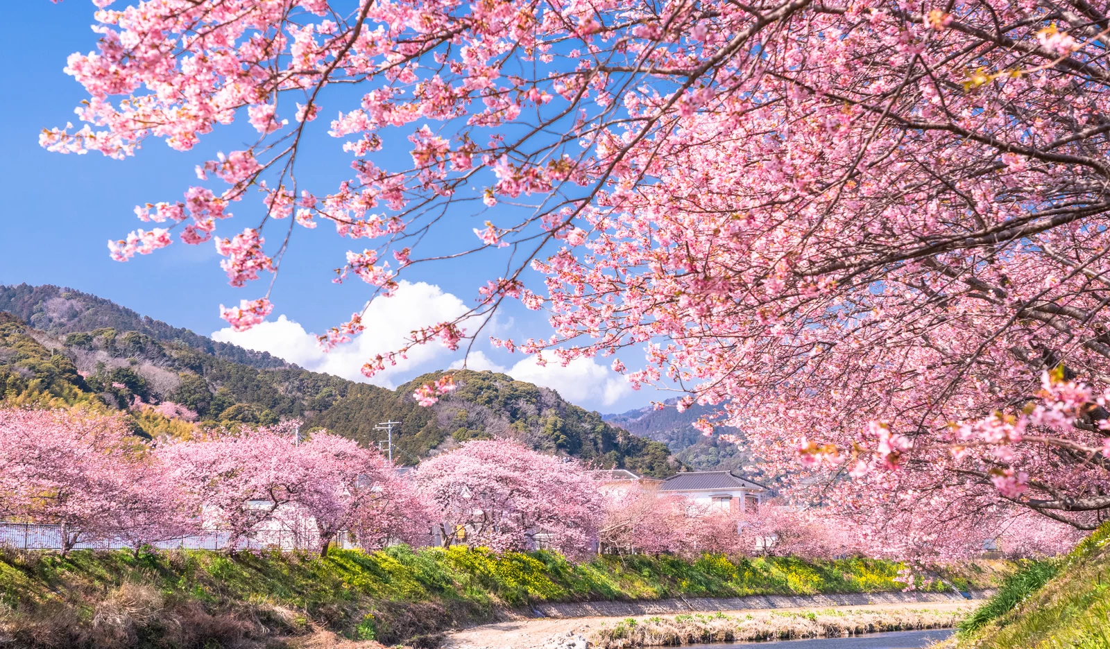 満開の河津桜・河津町