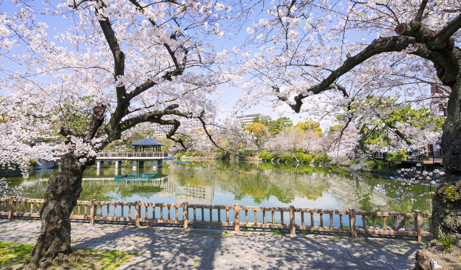 名古屋市昭和区　鶴舞公園　竜ヶ池と名大病院と桜