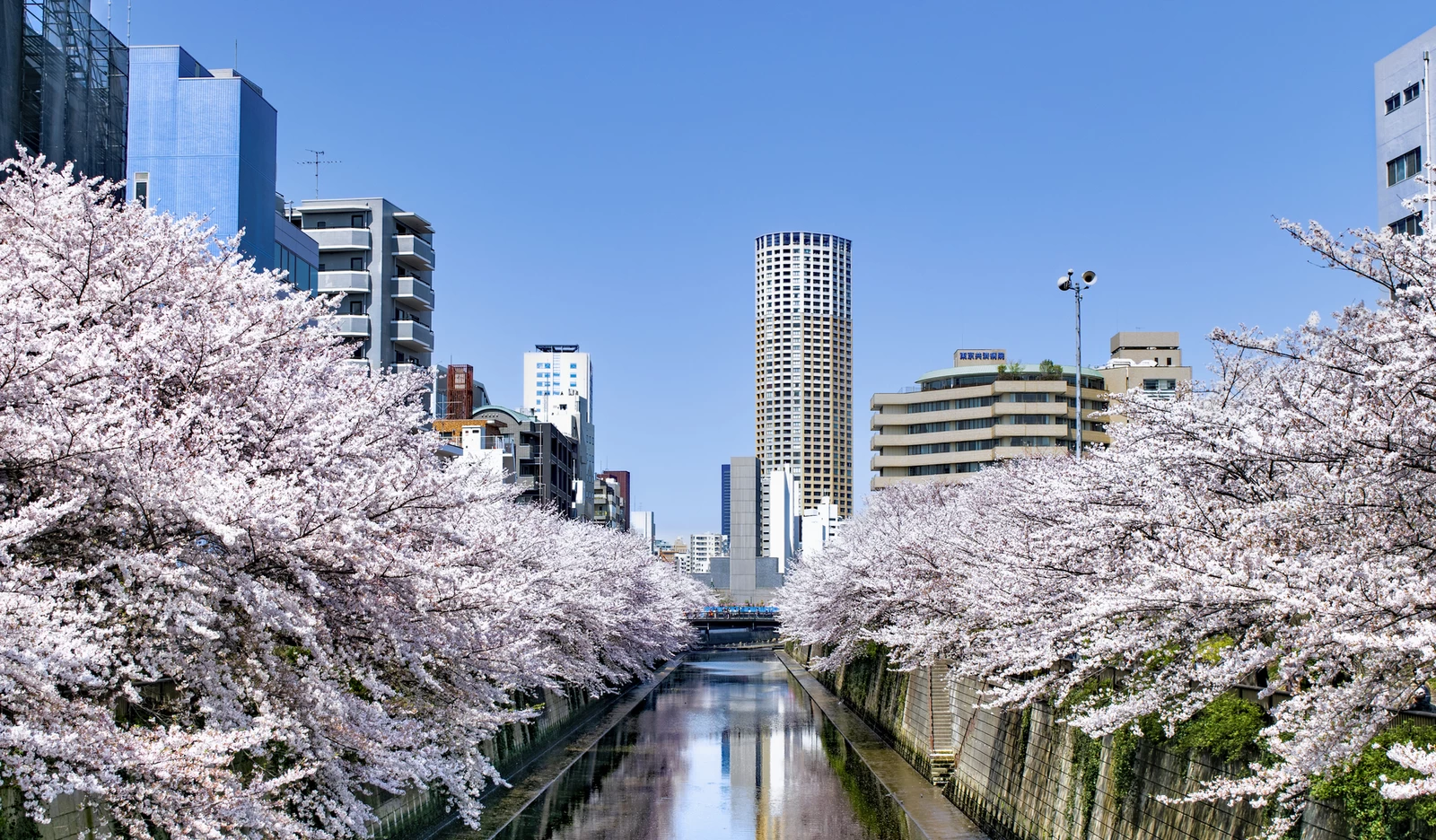 東京都目黒川　満開の桜　中目黒公園付近