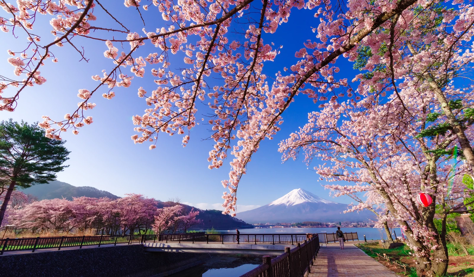 河口湖北岸の桜並木